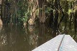 A Journey Through the Scents of the Amazon
