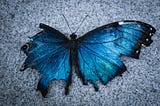 Picture of a tattered blue and black butterfly reminiscent of a starry night sky