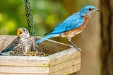 Bluebird Song