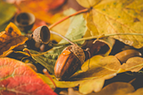 Acorn with Fall leaves