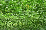 🌿Join the Green Revolution with CLOVER-GREEN Fruit Tree Plant Nursery!🌱