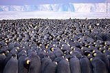 The Fascinating Complexity of Penguin Cooperation