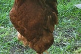 Simone the Rooster: Consciousness in Feathers