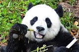 The Emissary Panda