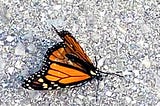 Lockdown butterfly