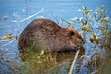 Beaver chewing branch in a wetland