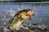 The Two Types of Bass in North America