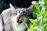 WHY ARE CATS SO FOND OF CATNIP?