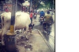 my first encounter with a street cow
