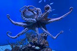 The “I” of the Octopus? New Declaration Challenges Our View of Animals