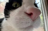 A highly warped, up close photo of Boomy the tuxedo cat, with her nose so pink and large.
