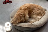 A golden retriever curled in its bed, nose-to-nose with a crock of sourdough levain.