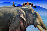 Elephant Money Newsletter (10/5/2023): Elephant Money Correction Analytics