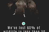 We’ve lost 60% of wildlife in less than 50 years