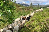 Food production on local resources: herding sheep to mountain pastures