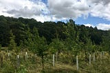 Tree plantation in the Heart of England Forest project, Spernall, Warwickshire