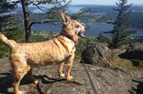 Photo of a chihuahua mix dog standing atop a mountain overlooking a bay. The photo makes him look for an 8 pound doggie.