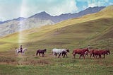 Lessons from Tusheti’s Shepherds