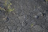 Beyond the Numbers: The Hidden Fragility of Animal Societies