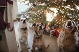 Dog Safety During Holidays: Ensuring a Pawsitively Safe Festive Season For Your Dog