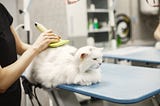 How to Start a Pet Grooming Business in Dubai