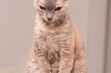 Mao Tse Tung was a soft pink Devon Red cat with slightly curly fur (author’s image)