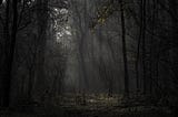 The dark dense forests of northern region, where sunlight slightly gets chance to come.