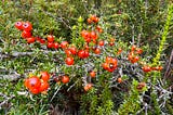 Mountain currant