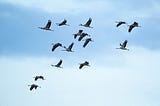Migratory birds are critical to environment, culture, and communities