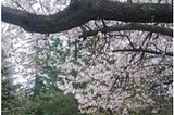 The tree in front of the METU library in spring