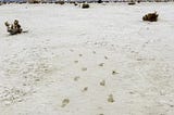 Footprints in solid ground at White Sands National Park in foreground, blue sky in background
