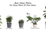 Best Indoor Plants for Every Room of your House