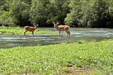 How to Pattern an Early Season Buck with a Deer Cellular Hunting Camera