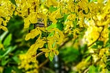 കാരാഗ്രഹത്തിലെ വിഷു