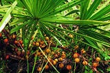 Saw Palmetto for Prostate Disorders