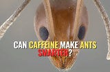 Ants on Caffeine: How a Tiny Dose Transformed Their Learning Abilities