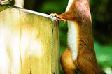 Red squirrel at a bird proof feeder, demonstrating how it works by lifting the acrylic lid
