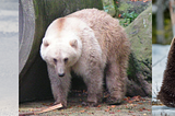 Hybridization RevolutionzOur Understanding Of Evolution