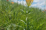 Yellow Lilies