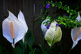 Give me some peace Lily!