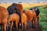 A pack of reddish colored elephants stands in the foreground of a vast landscape. A young elephant is being partly sheltered under the trunk of one of its elders.
