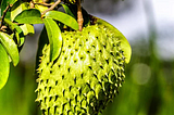 Soursop Tree Guide: How To Identify, Care, and Grow Guanabana Fruit Trees