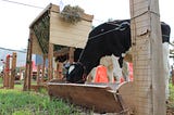 Economia e melhor qualidade no leite e na carne bovina