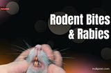 Rodents Bites and Rabies