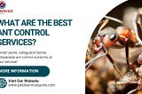 best ant control services