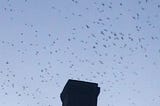 Chimney Swifts and Quarantine: The Only News You Need to Know