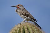 The Gilded Flicker