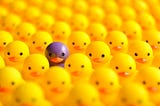 A group of yellow ducks, and a purple one in the middle.