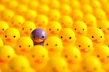 A group of yellow ducks, and a purple one in the middle.