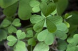 Shamrock — A Trefle API Library for Plant Data